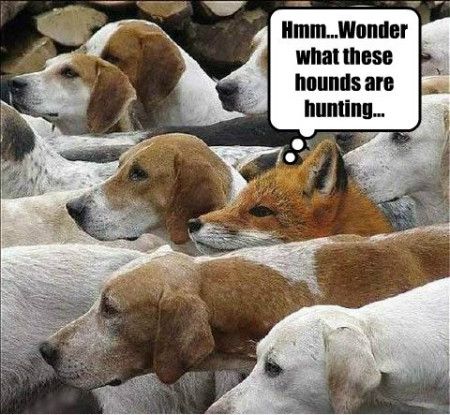 wonder hound